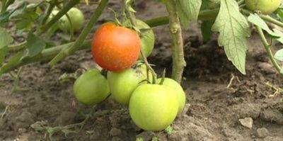 9 советов, которые помогут вырастить небывалый урожай томатов
