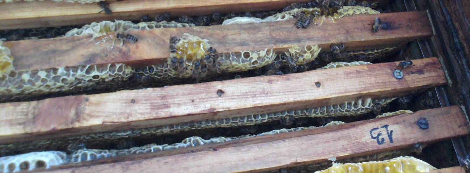 Кормление пчел старым медом