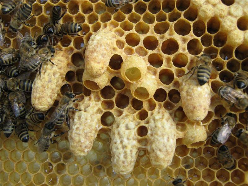 Развитие пчелы по дням: стадии развития