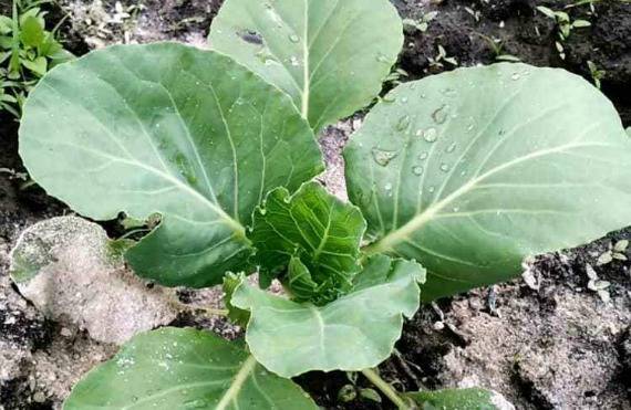 Виды удобрения для капусты: чем подкормить после высадки в грунт