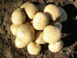 Отечественный картофель «василек»: описание сорта, характеристика, фото
