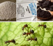 Как избавиться от домашних муравьев в квартире народными способами и покупными средствами