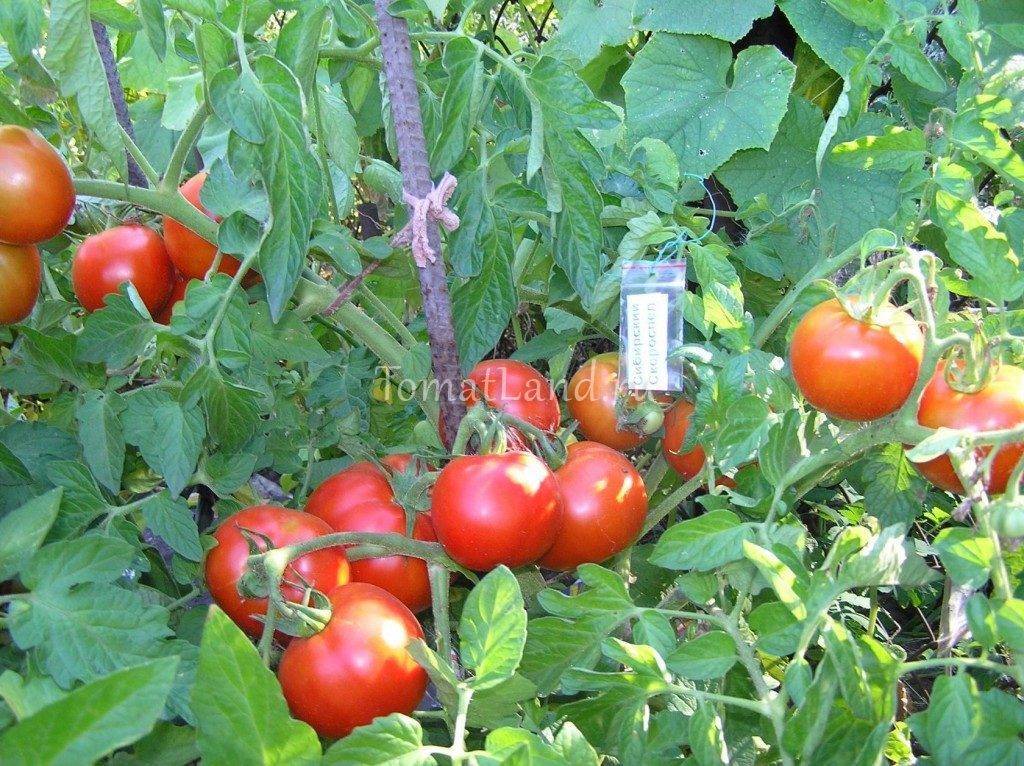 О помидорах Сибирских: описание и характеристики сорта, посадка и уход