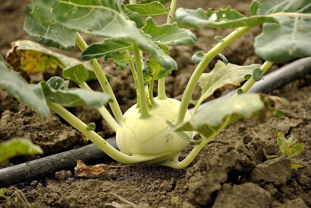 Универсальный овощ – капуста кольраби. подробная характеристика, включая выращивание и уход в открытом грунте