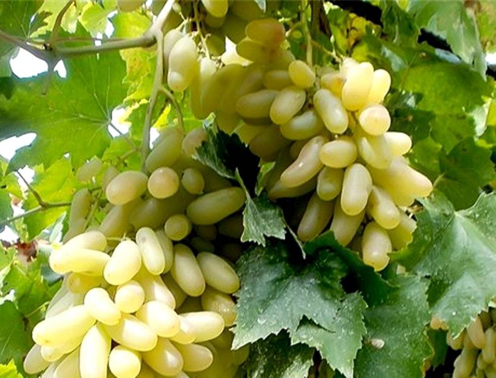 Описание сорта винограда дамские пальчики: особенности, польза и вред