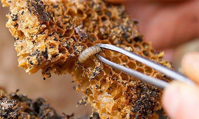 Польза пчелиной огневки: приготовление настойки
