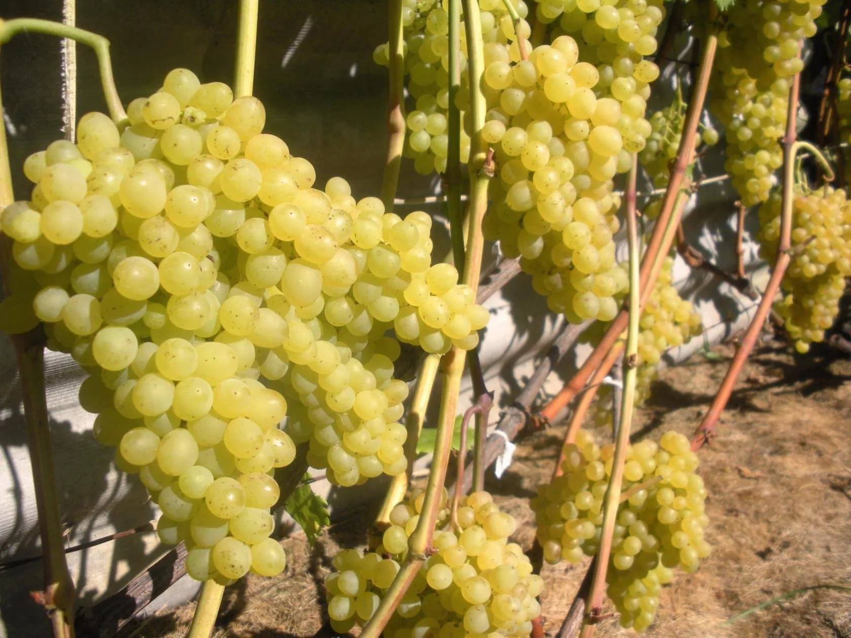 Отзывы о винограде «кишмиш 342» — описание особенностей сорта, фото растения