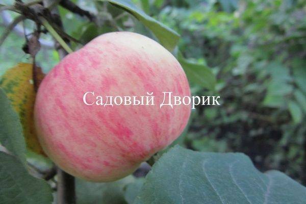 Сорта яблок — названия, особенности, характеристики, лучшие сорта для выращивания и урожайность (90 фото)