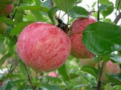 Сорт яблони штрейфлинг – описание, фото