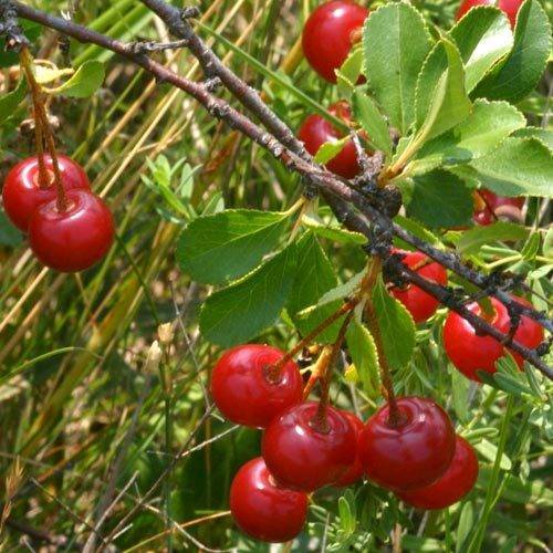 О сортах вишни для Сибири: описание и характеристики, посадка, борьба с вредителями
