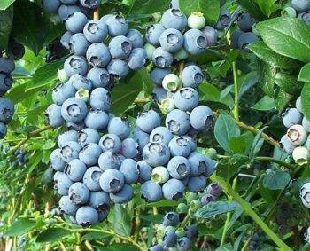 Самые урожайные сорта садовой голубики, выращиваемые в россии, беларуси и украине