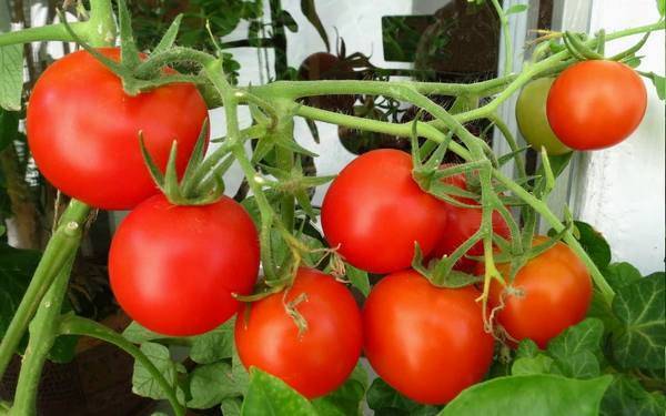Томат "ультраскороспелый" f1: характеристика и описание раннеспелого парникового вида помидор, выращивание и фото плодов