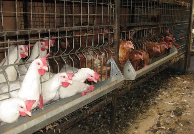 Разведение кур несушек в домашних условиях, на даче и как бизнес: какие породы куриц лучше развести для выращивания на мясо и на яйца