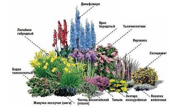 Растения весенних цветников и их названия (48 фото) — какие цветы часто встречаются, несколько схем посадки
