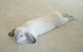 Кролика отказали задние ноги лечение