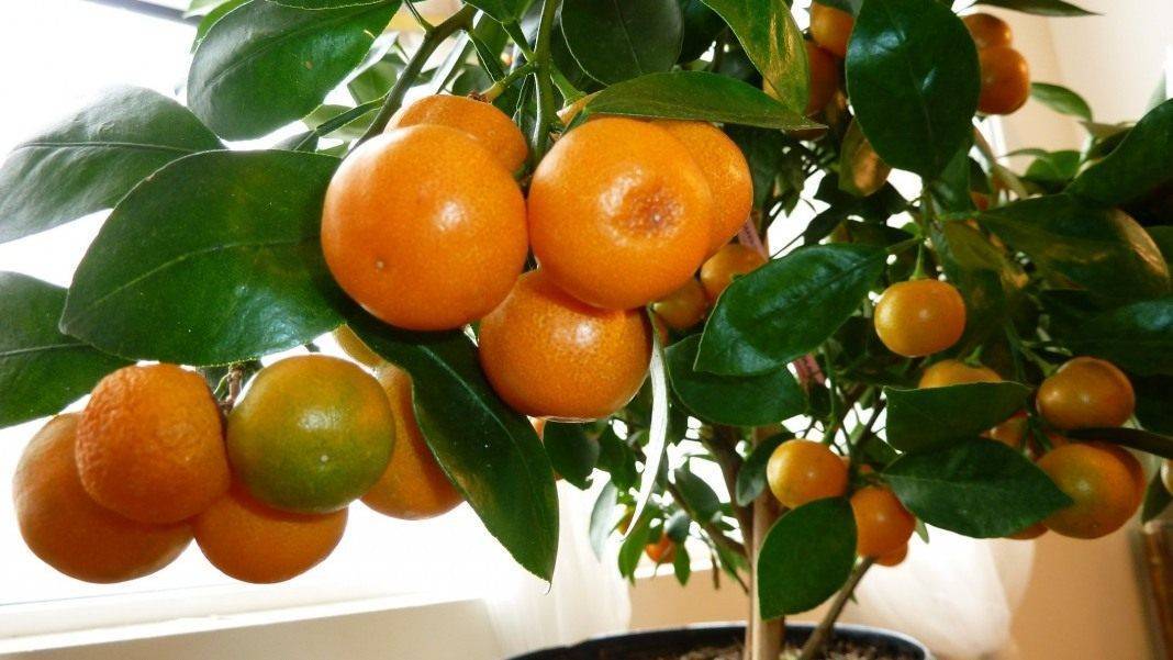 Как ухаживать за комнатным мандарином и как вырастить мандарин из косточк