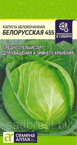 Капуста белорусская: фото, описание сорта, выращивание, отзывы