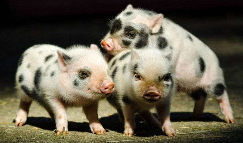 Мини-пиги: карликовые домашние свиньи
