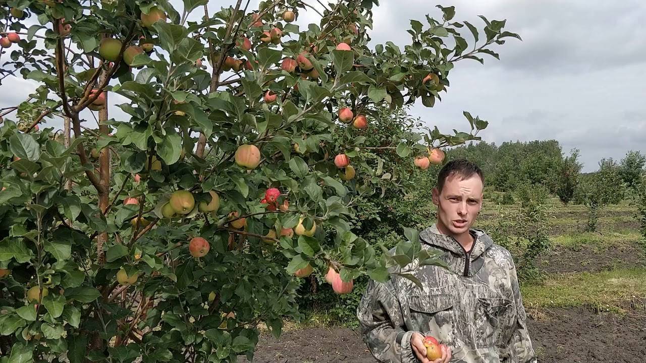 О яблоне Горнист: описание сорта, характеристики, агротехника, выращивание