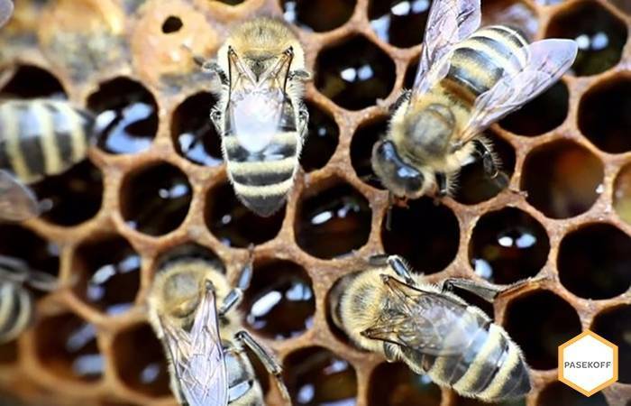 Формирование отводков - начинающему пчеловоду