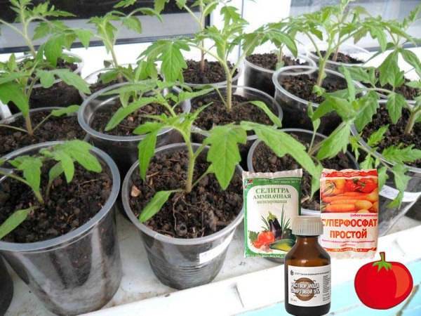 Фосфорные удобрения для томатов: виды и названия, в чем содержится фосфор