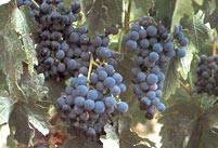 Сорт винограда пино нуар