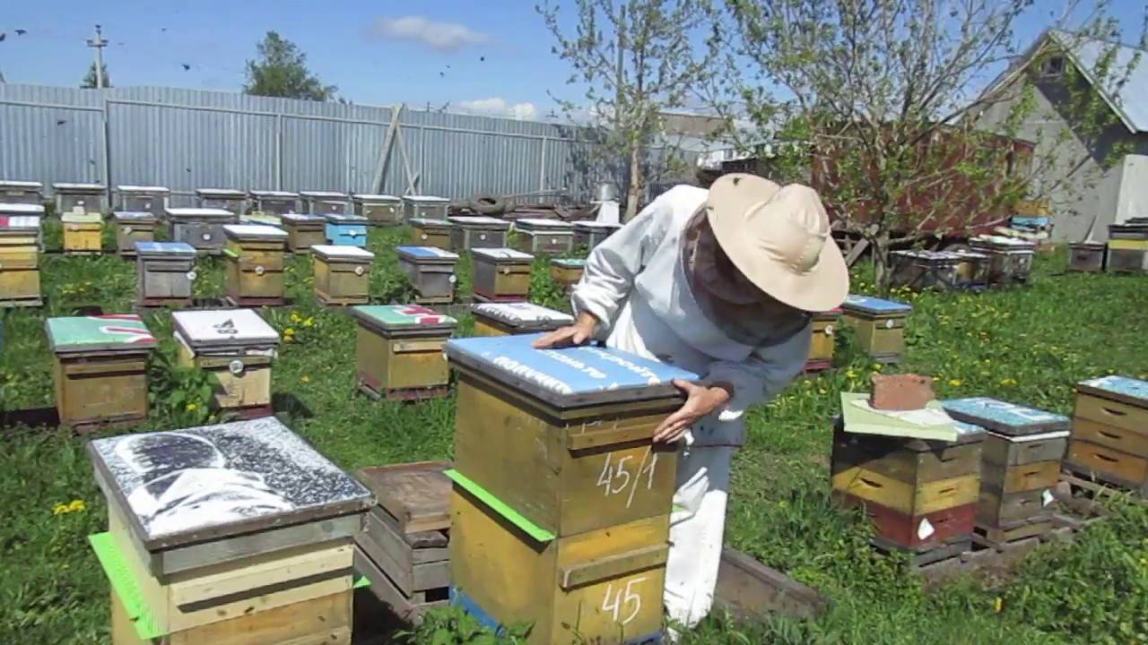 Соблюдение правил содержания пчел