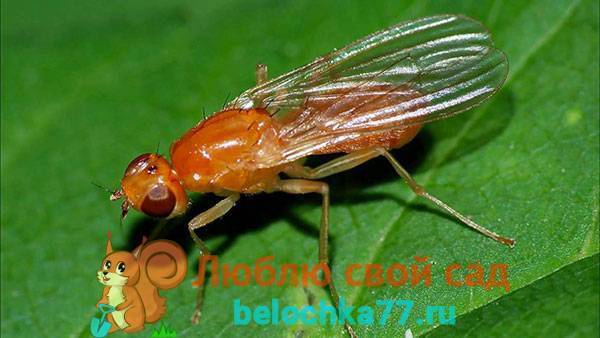 Средства борьбы с луковой мухой на грядках: как избавиться от вредителей