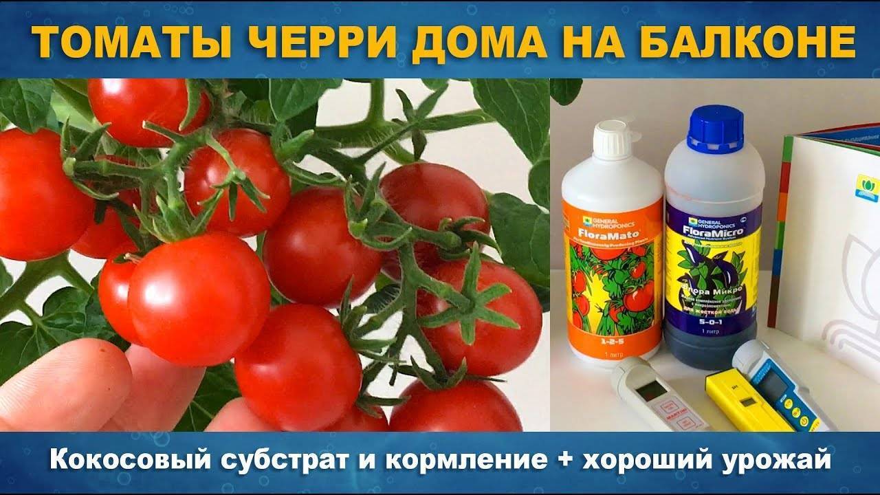 Выращивание помидоров черри в открытом грунте: посадка и уход