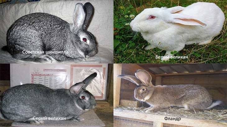 Разведение кроликов в домашних условиях: выгодный бизнес с окупаемостью за полгода