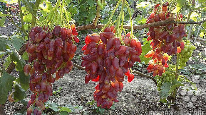 О винограде Дубовский розовый: описание и характеристики сорта, посадка и уход