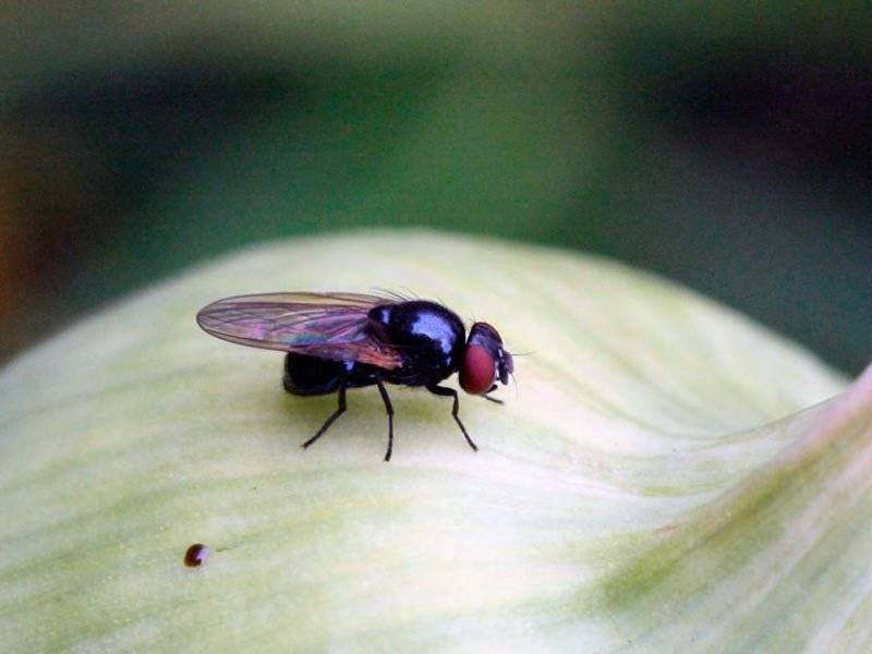 Луковая муха и как с ней бороться