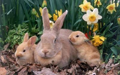 Роды крольчихи: чем кормить кормящую крольчиху после окрола