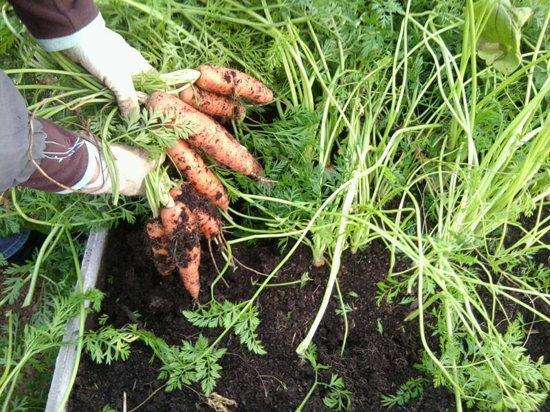 Как замочить семена моркови перед посадкой: в чем правильно держать, чтобы ускорить быструю всхожесть и за сколько времени до посева, можно ли в кипятке, перекиси?