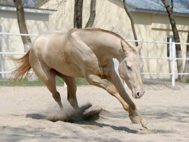 Каурая масть лошади.описание и фото масти