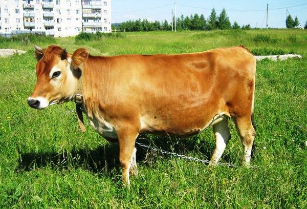 Характеристики джерсейской породы коров