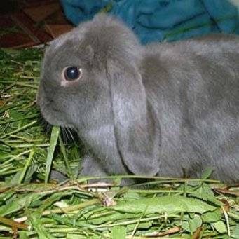 Можно ли кроликам давать крупы. видео – кормление маленьких крольчат. чем и как кормить. польза зерновых культур для животных