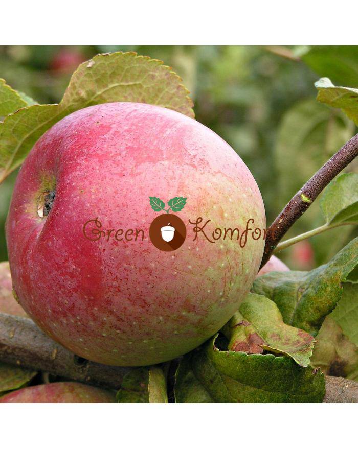 Сорт яблони краса свердловска: ботаническое описание и характеристика, агротехника выращивания
