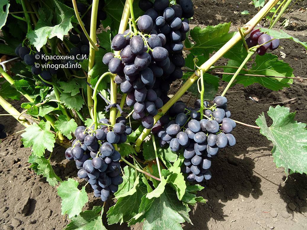 Раннеспелый сорт, простой в выращивании и уходе - виноград - забава - общая информация - 2020