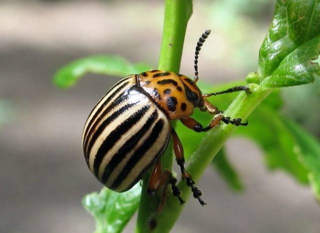 Душистый табак против колорадского жука — что и как делать на огороде