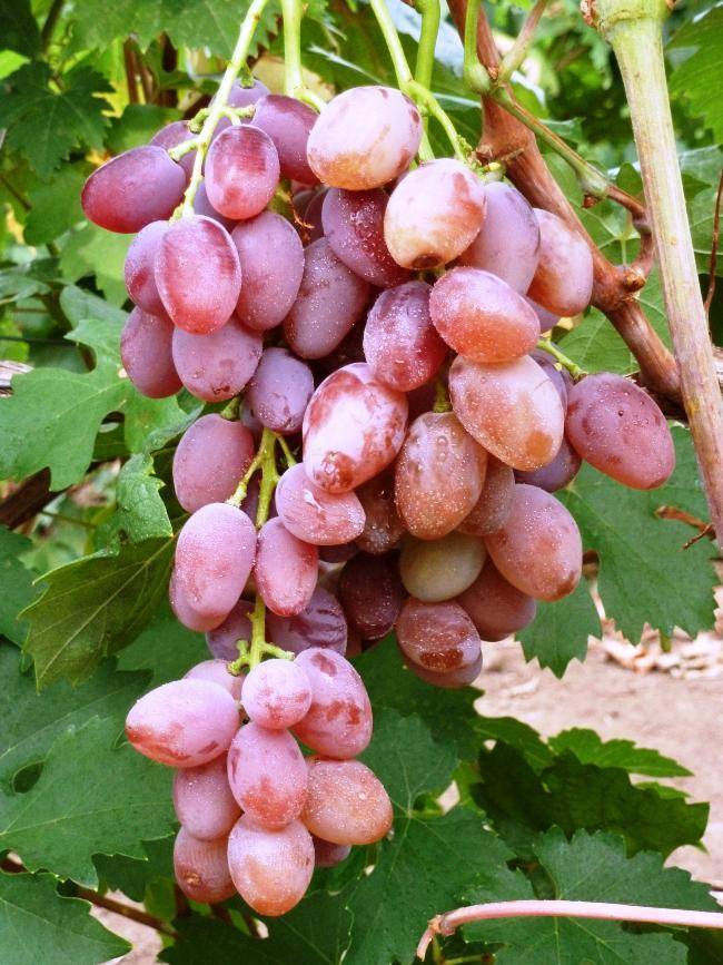 Ранние сорта винограда для средней полосы