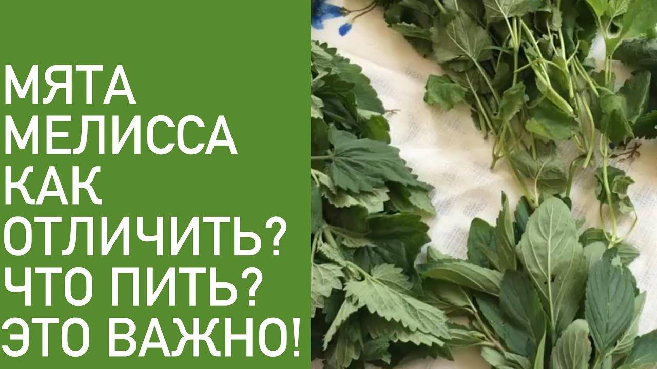 Фото мелиссы и мяты как отличить