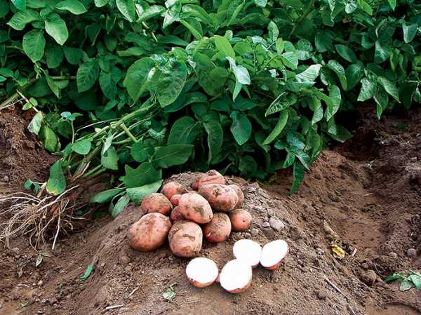 Характеристика и описание картофеля «любава»