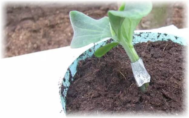 Прививка арбуза на тыкву: методы, инструменты, советы, уход за растением
