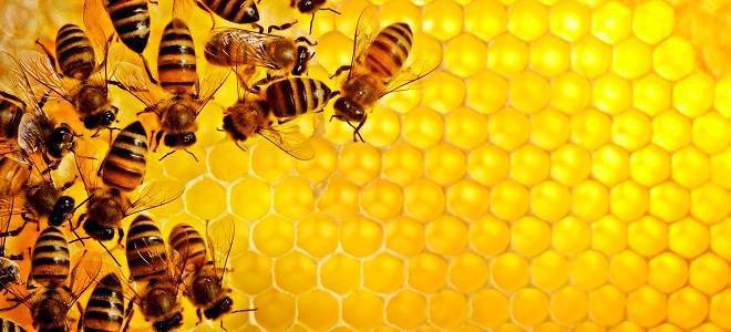 Почему мед пенится на поверхности, на меде образуется белая пена, что это такое