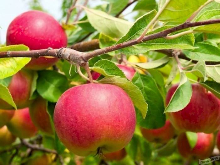 О яблоне Юбиляр: описание сорта, характеристики, агротехника, выращивание