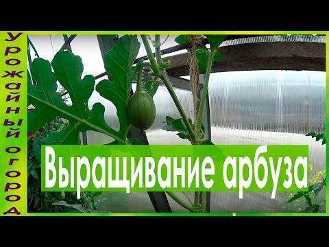 Арбуз в средней полосе россии: секреты выращивания
