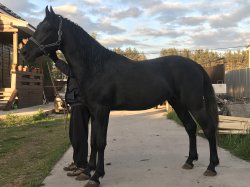 Орловские лошади: описание, характеристика и содержание породы