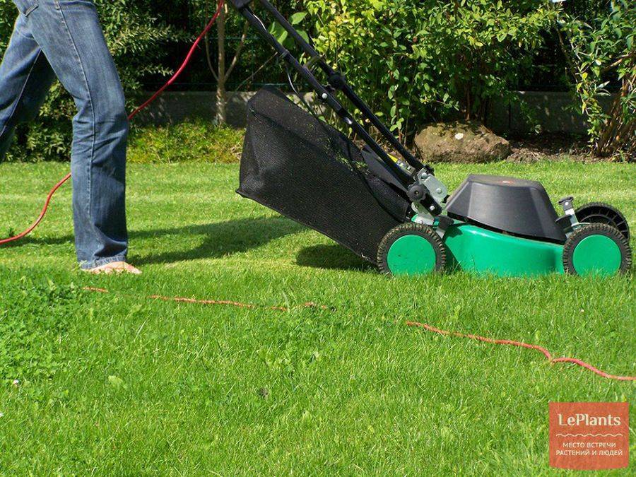 Удовольствие не для белоручек: когда и как правильно сажать газонную траву?