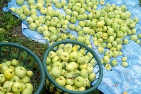 Яблоня: посадка и уход, обрезка и прививка
